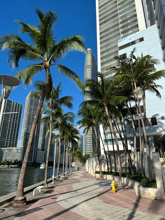 Calçadão do rio em Brickell com palmeiras sob as torres de condomínios de Miami