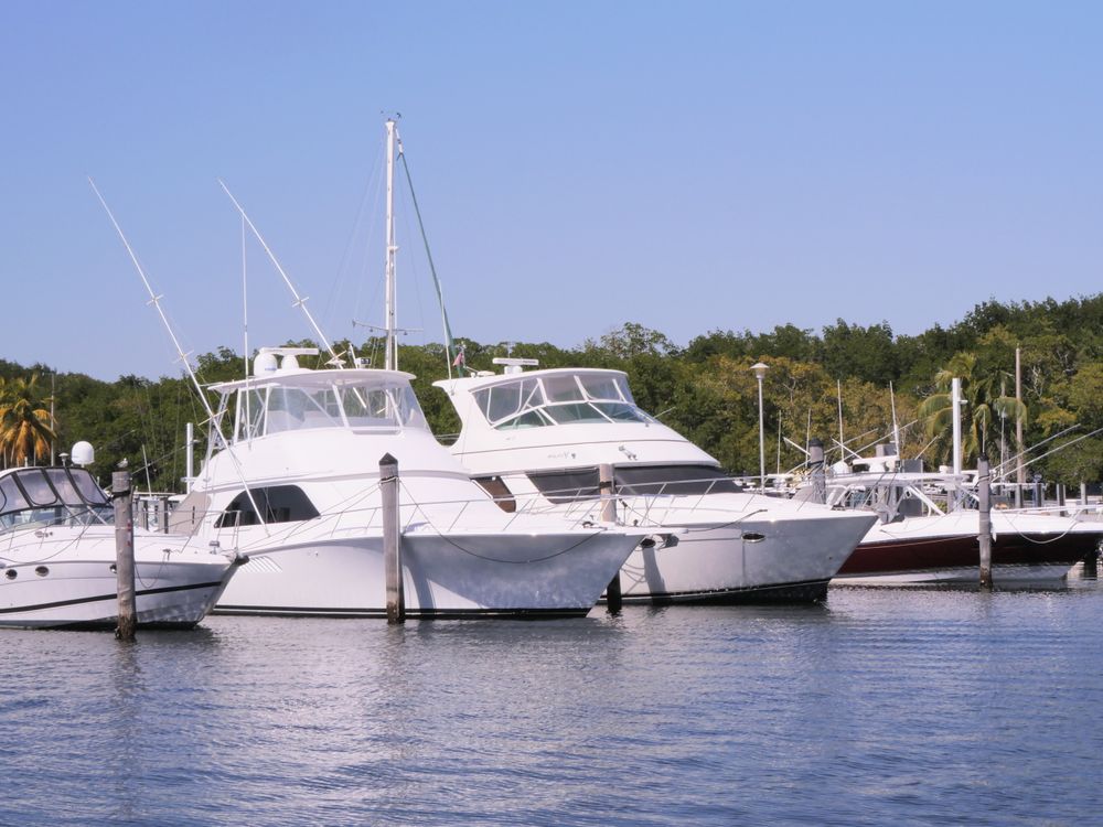 Sportfish yachts in South Florida marina slips with palms and mangroves behind the docks