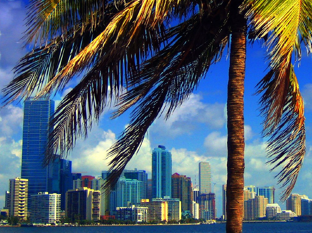 Horizonte frente al agua de Brickell y el centro de Miami enmarcado por una palmera sobre la Bahía de Biscayne