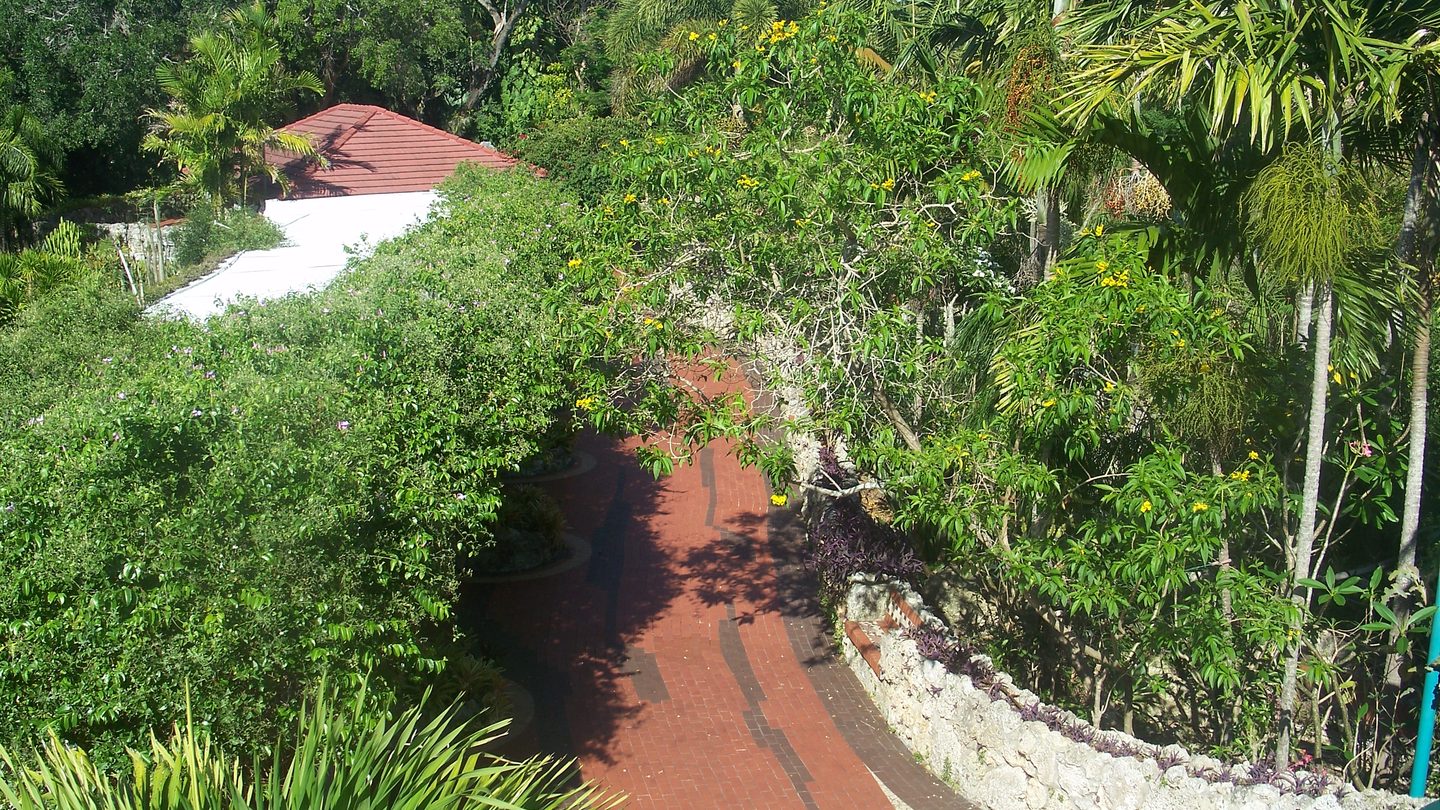 Copa de árboles sobre un sendero de ladrillo y un muro de roca coralina dentro de Pinecrest Gardens, en el condado de Miami-Dade